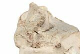 Fossil Oreodont Skull With Associated Bones #192542-13